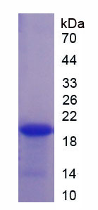 RPH509Hu01.jpg