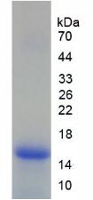 Recombinant Lymphocyte Antigen 96 (LY96)