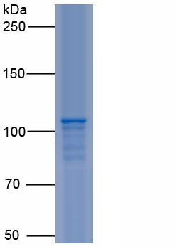 Recombinant Klotho (KL)