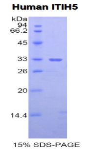 Recombinant Inter Alpha-Globulin Inhibitor H5 (ITIH5)