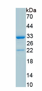 RPH816Hu01.jpg