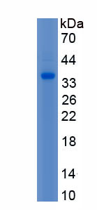 RPH890Hu01.jpg