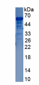 Recombinant Hepatocyte Growth Factor Activator (HGFAC)