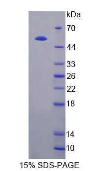 RPJ051Hu01.jpg