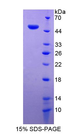 RPJ225Hu01.jpg