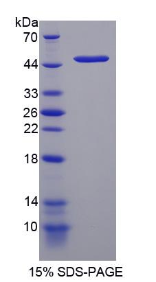 RPJ282Mu01.jpg