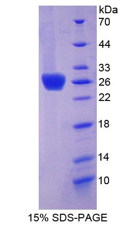 RPJ305Hu01.jpg