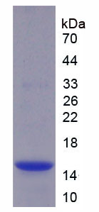 Recombinant Cystatin 4 (CST4)