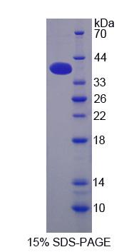 RPJ348Hu01.jpg