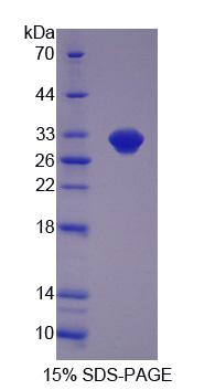 RPJ512Hu01.jpg