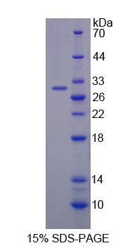 RPJ527Hu01.jpg