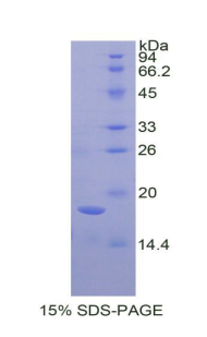 RPJ645Hu01.jpg