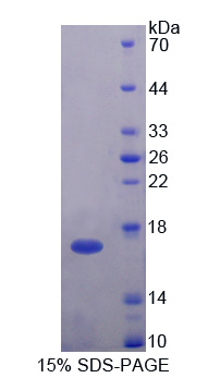 RPJ708Hu01.jpg