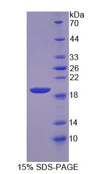 RPJ712Hu01.jpg