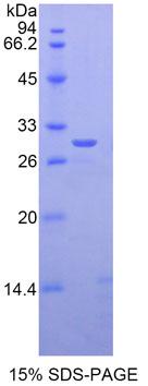 RPJ716Hu01.jpg