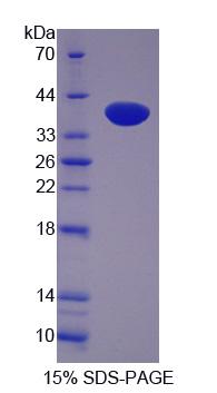 RPJ738Hu01.jpg