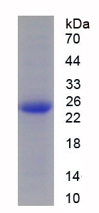 RPJ756Hu01.jpg