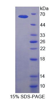 RPJ822Hu01.jpg