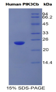 RPJ829Hu01.jpg