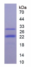 RPJ829Hu03.jpg