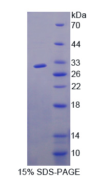 RPJ890Hu01.jpg