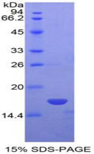 Recombinant Non Metastatic Cells 4, Protein NM23A Expressed In (NME4)