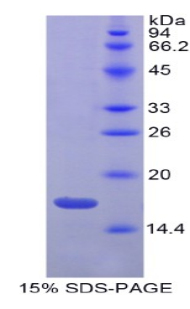 Recombinant Gastrokine 3 (GKN3)