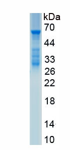 Recombinant Beta-1,3-Galactosyltransferase 5 (b3GALT5)