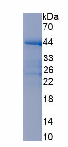 RPL286Hu01.jpg