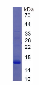 Recombinant CASP2 And RIPK1 Domain Containing Adaptor With Death Domain Protein (CRADD)