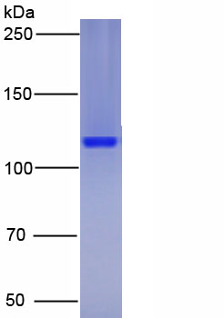 Recombinant Dermatan Sulfate Epimerase (DSE)