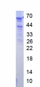 RPL518Hu01.jpg