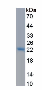 RPL535Hu01.jpg