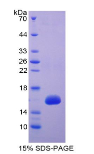 Recombinant High Temperature Requirement Factor A1 (HTRA1)