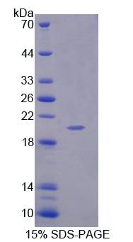 Recombinant Interleukin 1 Family, Member 9 (IL1F9)