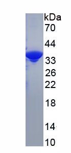 Recombinant JNK1/MAPK8 Associated Membrane Protein (JKAMP)