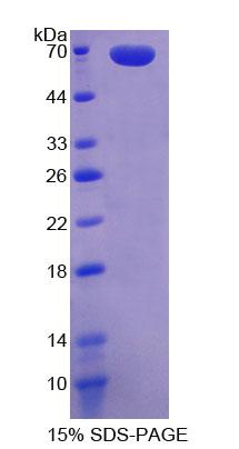 RPL819Hu01.jpg