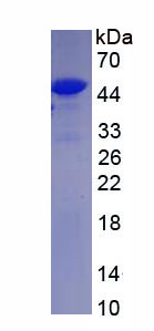 Recombinant Obg Like ATPase 1 (OLA1)