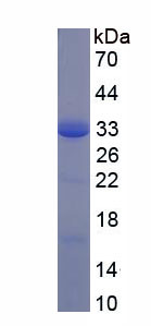 Recombinant C<b>D200</b> Receptor 1 (C<b>D200</b>R1)