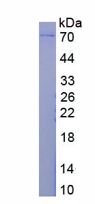 Recombinant Vacuolar Protein Sorting 13D (VPS13D)