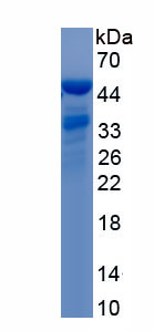 RPN857Hu01.jpg