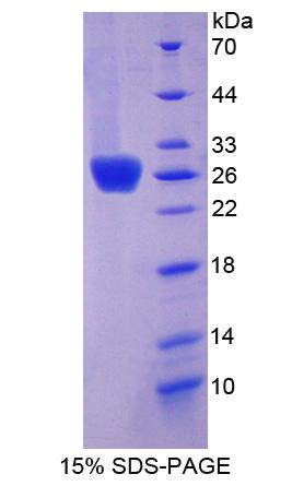 RPN909Mu01.jpg