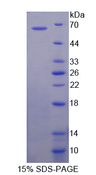 Recombinant Autophagy Related Protein 16 Like Protein 1 (ATG16L1)