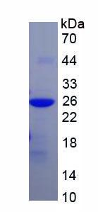 RPP248Hu01.jpg