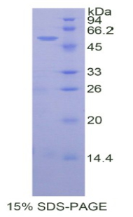 RPP358Hu01.jpg