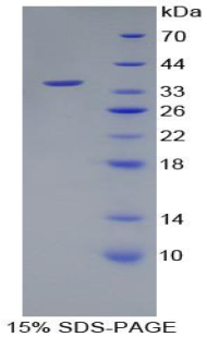 RPP553Hu01.jpg