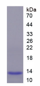 Recombinant Translocase Of Inner Mitochondrial Membrane 8B (TIMM8B)