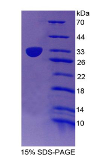 RPP605Mu01.jpg