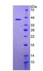 Recombinant Defensin Beta 119 (DEFb119)