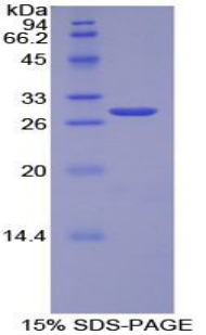 RPR170Hu01.jpg